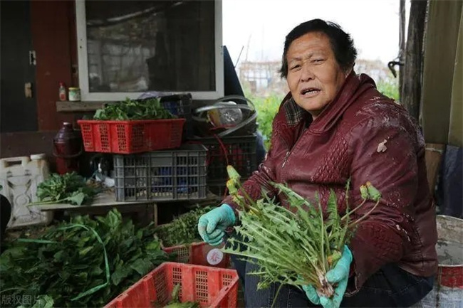 大妈组团偷菜被抓现行反殴打菜主  第3张