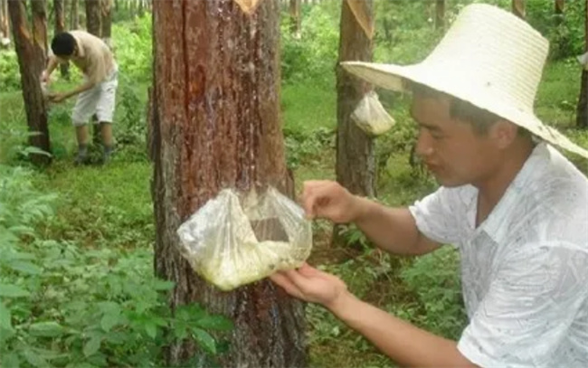 松香对人体有没有害  第2张