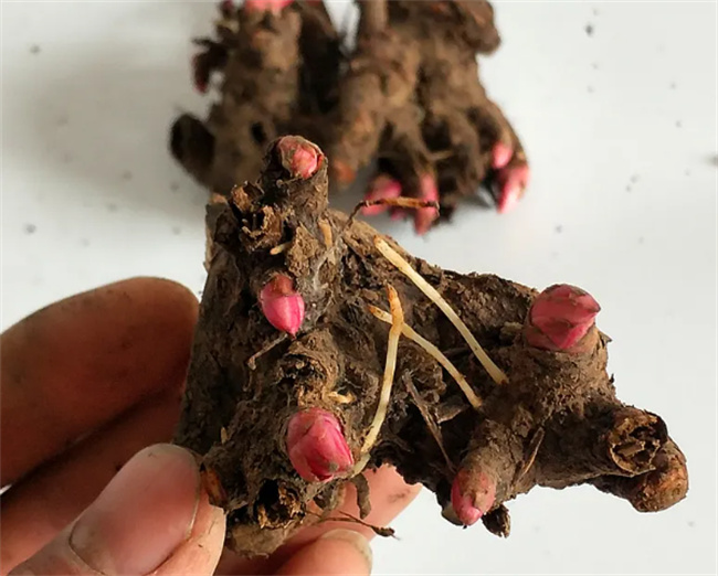 新鲜芍药根怎么吃  第1张