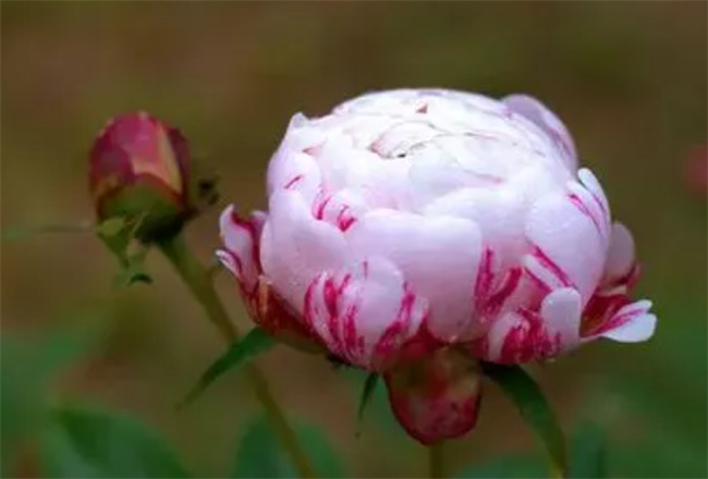 芍药为什么叫鬼花  第1张