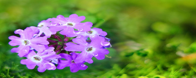 情人节送兰花代表着什么意思  第1张