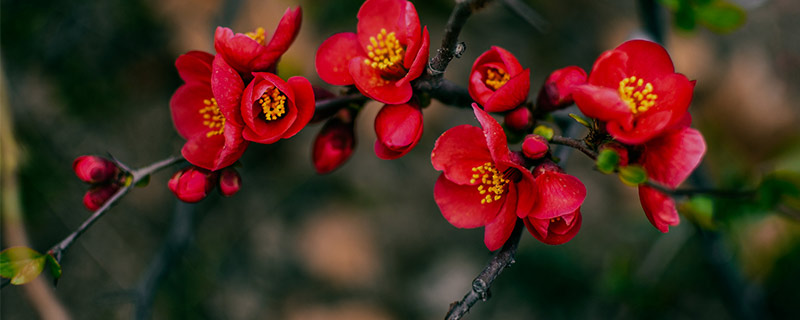 什么花的花语代表的是友谊  第3张