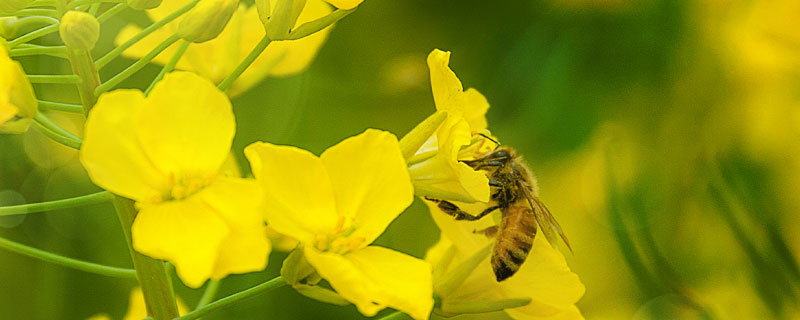 黄蜂属于益虫还是害虫  第1张