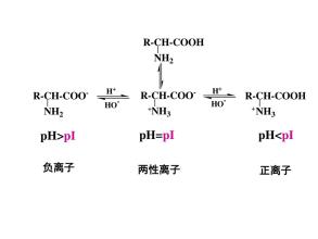 蛋白质的等电点名词解释  第1张