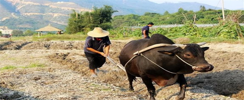 古代粮食总不够吃，土地那么多，他们为何不多开垦（官府和当地富豪勾结是一大原因）  第2张