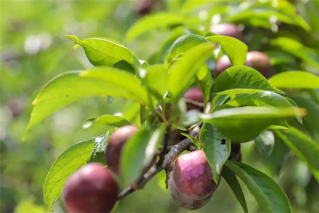 九寨沟有哪些特色水果  第1张