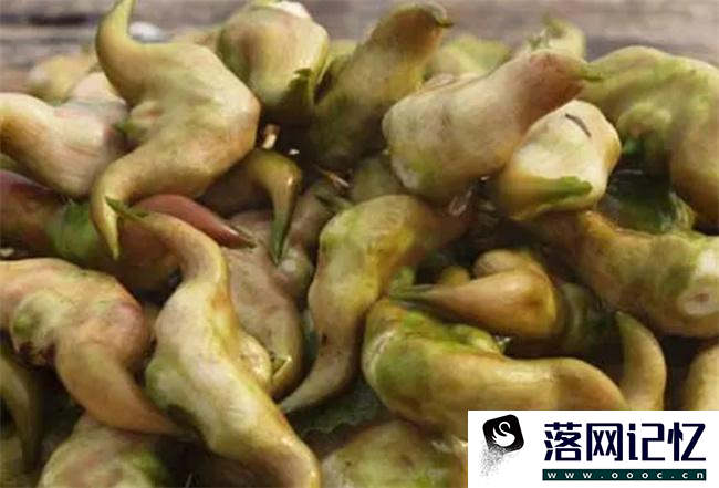 菱角发芽了可以吃吗  第1张