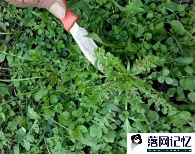 地菜的功效与作用及禁忌  第2张