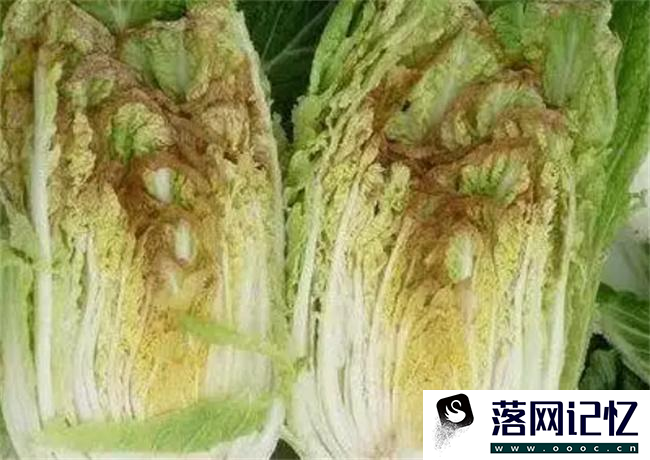 食用白菜时须注意的事项  第1张