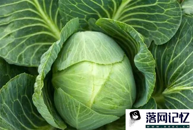 冬天的哪些食物可以养胃  第1张