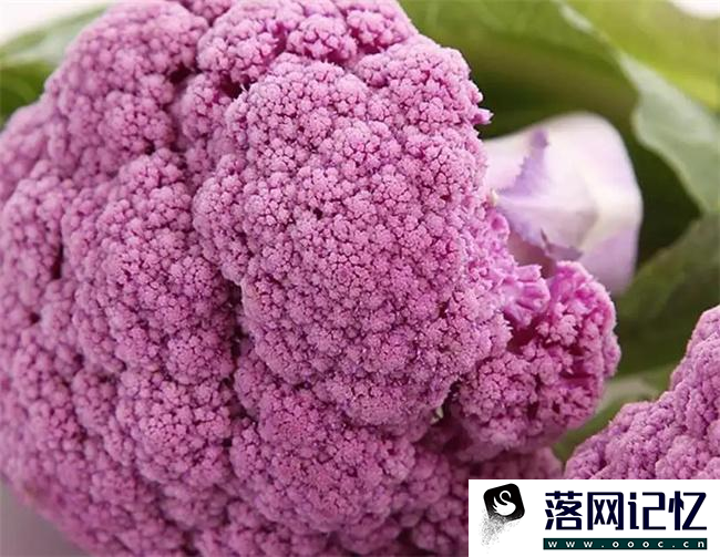 菜花的5个小知识  第3张