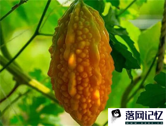 夏天必备，养生五味  第1张