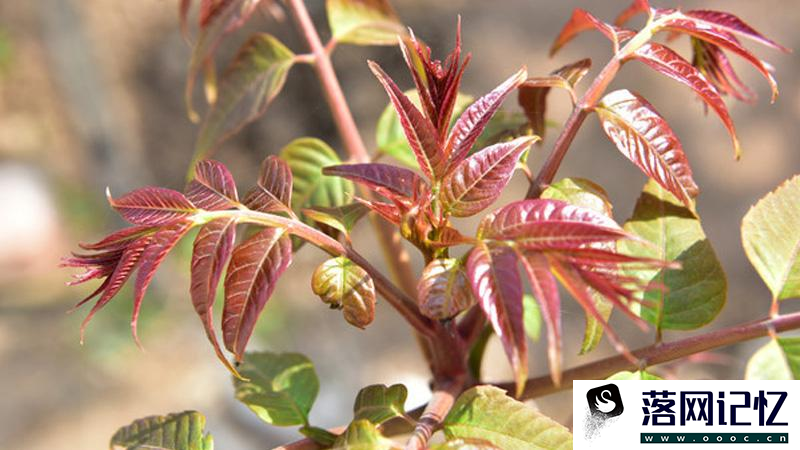 怎样腌香椿芽  第2张