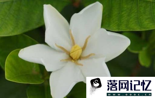 栀子花如何处理才能泡茶优质  第1张