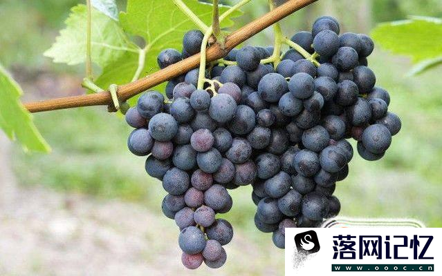 怎样在家里自酿葡萄酒优质  第3张