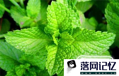 薄荷叶怎么吃优质  第1张