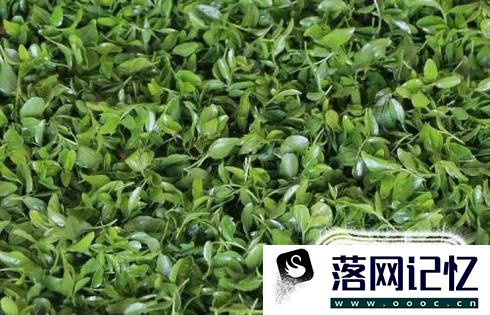 酸枣叶茶的制作方法优质  第2张