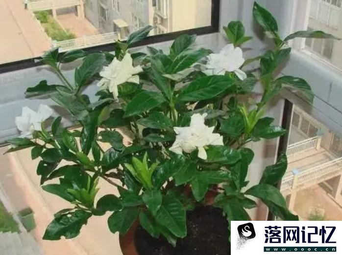 养护栀子花的方式优质  第1张