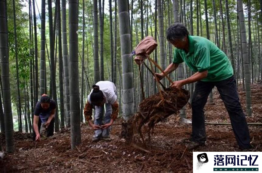 种植柱子需要注意哪些事项优质  第3张