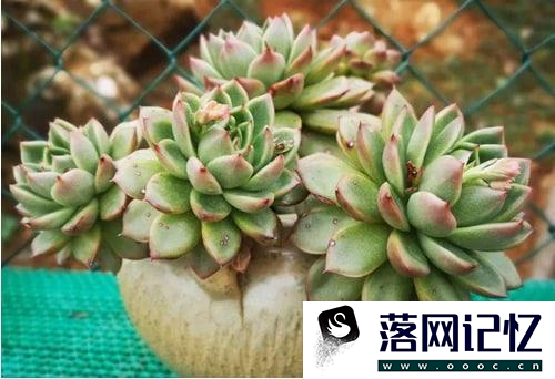 多肉植物夏天怎么养护优质  第1张