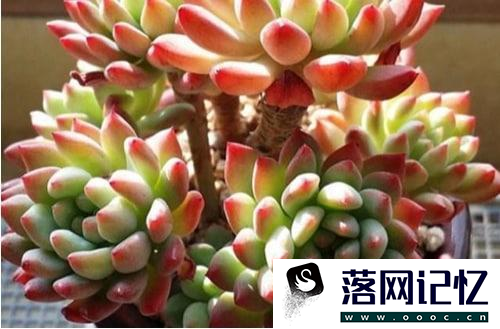 多肉植物夏天怎么养护优质  第2张