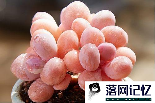 多肉植物夏天怎么养护优质  第3张