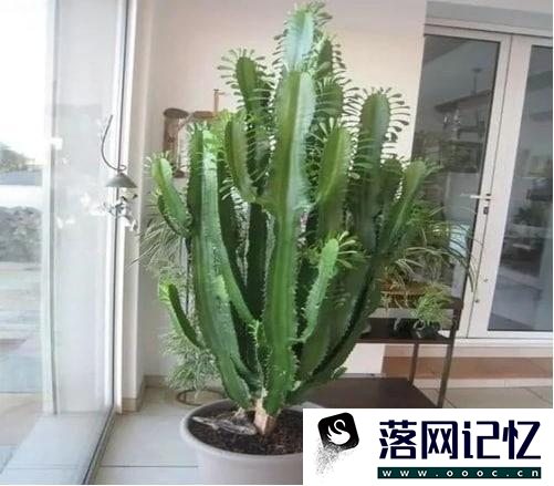 霸王鞭植物怎么养优质  第1张