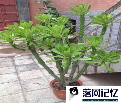 霸王鞭植物怎么养优质  第2张