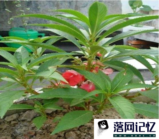 风仙花盆栽养殖方法优质  第1张