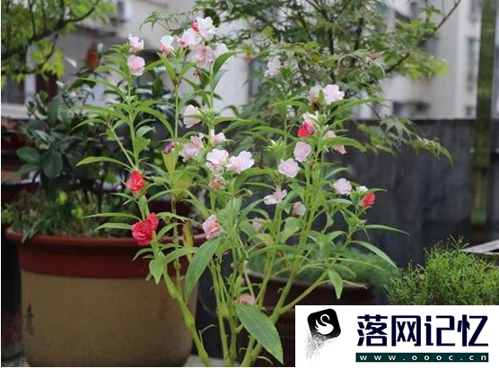 风仙花盆栽养殖方法优质  第2张