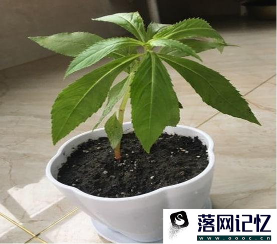 风仙花盆栽养殖方法优质  第3张