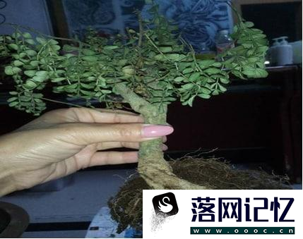 清香木枯萎了如何补救的方法优质  第3张