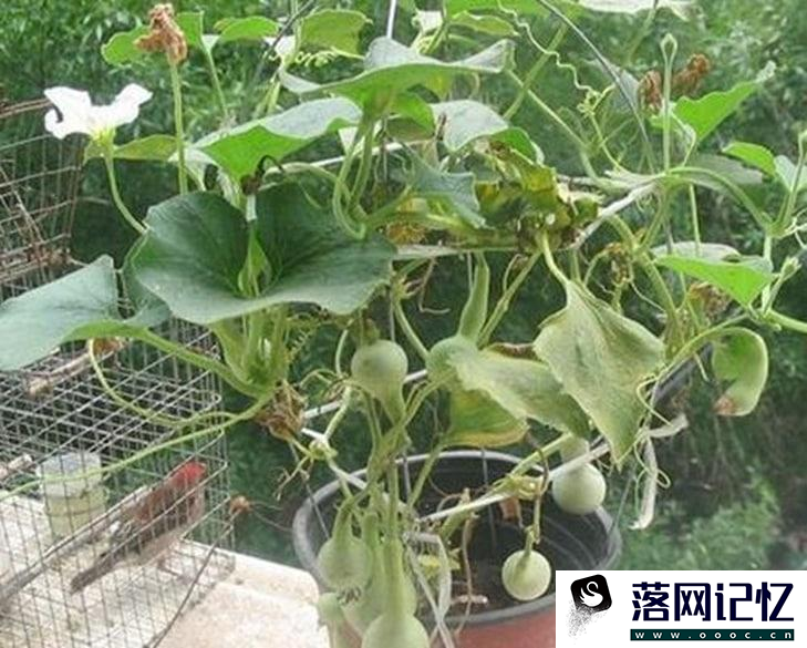 盆栽手捻葫芦种植时间和方法是怎么样的优质  第1张