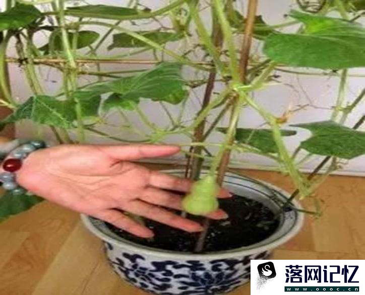 盆栽手捻葫芦种植时间和方法是怎么样的优质  第2张