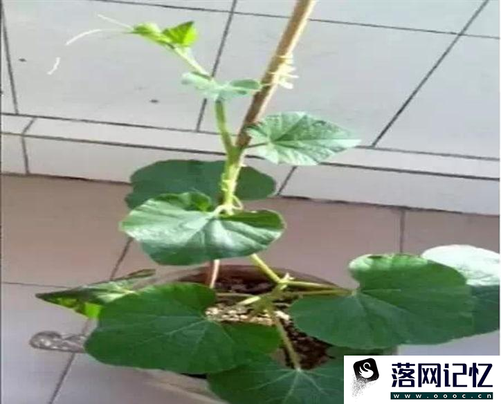 盆栽手捻葫芦种植时间和方法是怎么样的优质  第3张