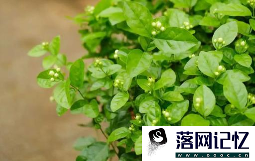 茉莉花开完了怎样才能第二次开花优质  第1张