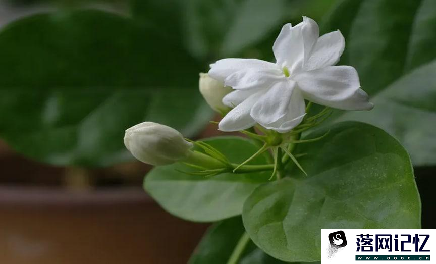 茉莉花开完了怎样才能第二次开花优质  第4张