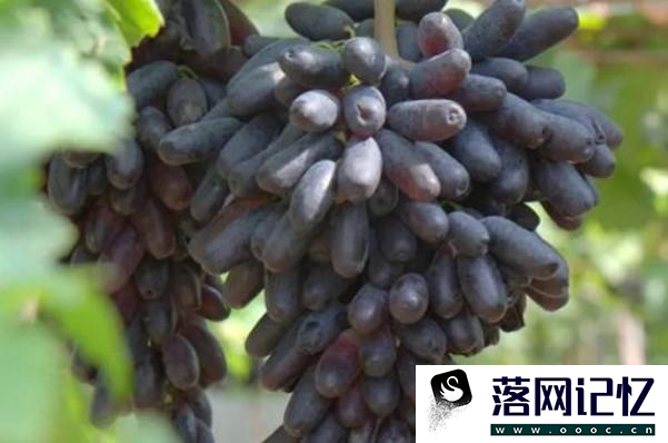 蓝宝石葡萄种植要注意什么优质  第2张