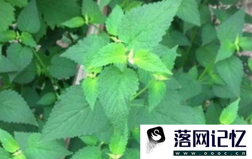 种植藿香需要注意什么优质  第2张