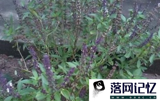 种植藿香需要注意什么优质  第3张