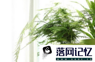 卧室放什么植物比较好优质  第3张