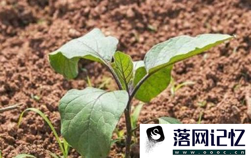 茄苗移植有哪些方法优质  第1张