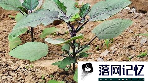 茄苗移植有哪些方法优质  第2张