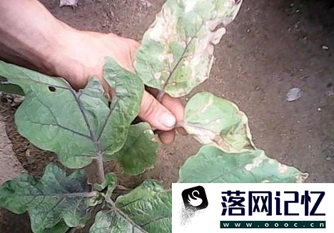 茄苗移植有哪些方法优质  第3张