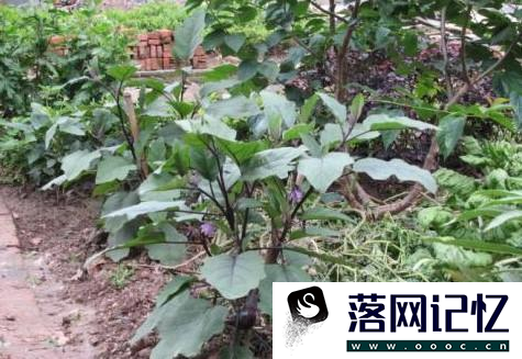 茄苗移植有哪些方法优质  第4张