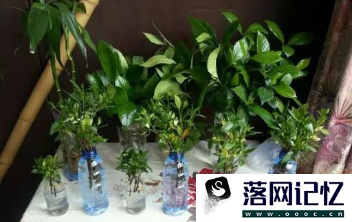 怎么养栀子花盆栽水培优质  第1张