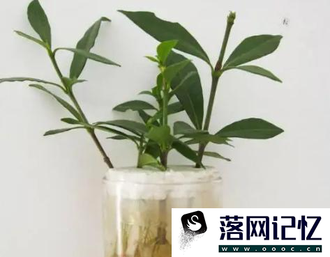 怎么养栀子花盆栽水培优质  第2张