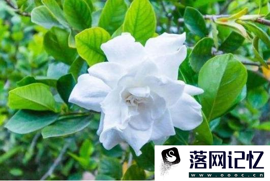 怎么养栀子花盆栽水培优质  第3张