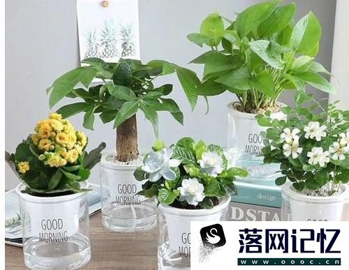 怎么养栀子花盆栽水培优质  第4张