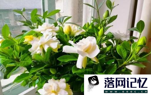 怎样养好栀子花优质  第1张